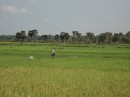 worker in the rice fields