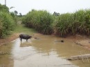 Watr buffaloes in a roadside bog