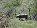 another water buffalo