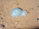 We spotted this strange jellyfish on the beach