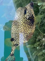 This beauty of a trunkfish swam up next to our boat in Port Louis, Grenada 