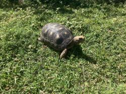 One of many red-footed tortoises we saw on Canouan