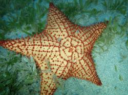 Starfish near the Pitons