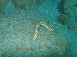 spotted eel, at the Pitons