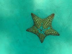 starfish off Reduit Beach, St Lucia