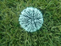White Sea Urchin, Marigot Bay
