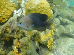 This little damselfish fiercely defended her little patch of coral, at Marigot Bay