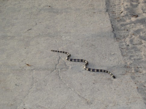 One of the many sea snakes , JH almost stepped on this one !