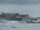 seals near Ardfern