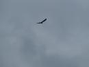 osprey near Ardfern
