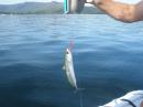 Mackerel fishing off Arran