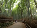 The "bamboo path"