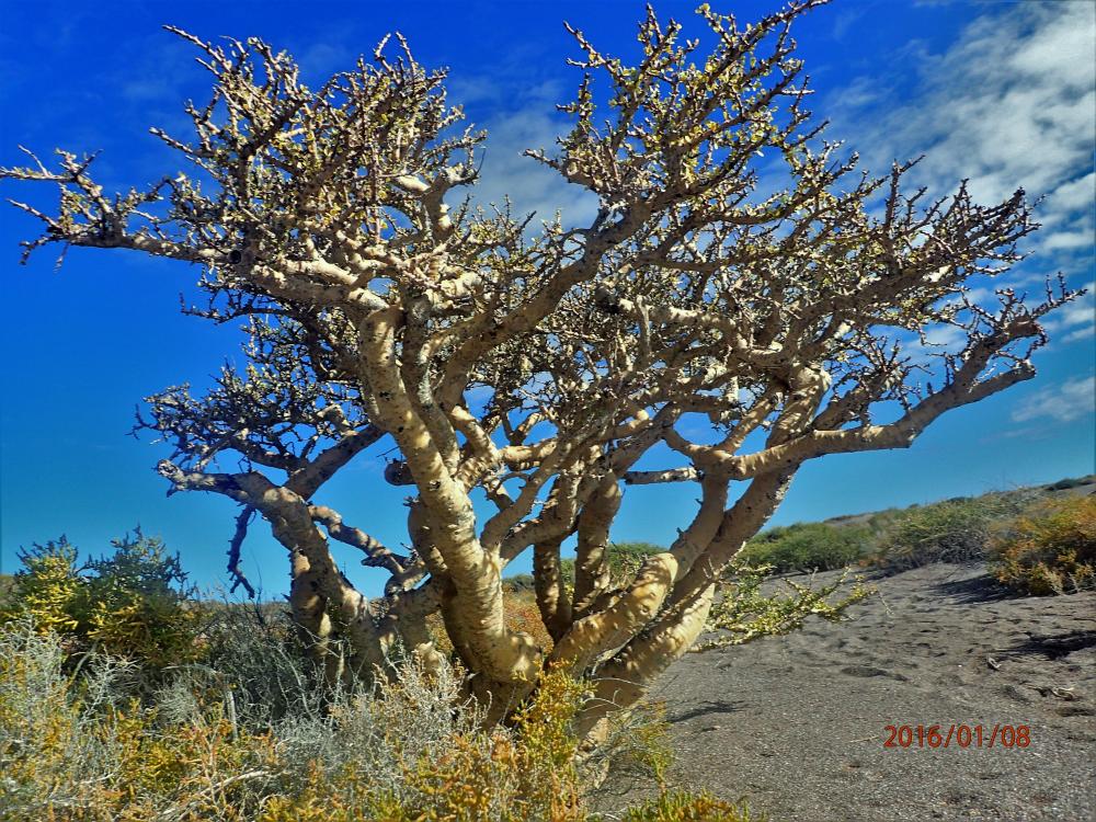 Elephant tree. The flora in baja is straight out of Dr. Seuss. 