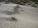 Coyote and hermit crab tracks, San Telmo