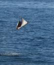 Flying mobula: No one knows for sure why they do this but they are constantly popping off. We sailed through several schools and found that for every mobula in the air there are at least a dozen in the water. 