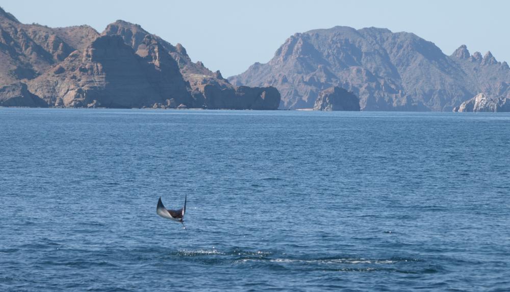 Mobula ray with the Sierra Gigante in the background