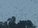 Ko Dam was full of Giant Fruit Bats. These guys have a wingspan of about 3 feet and chatter and whoop most of the day while hanging in the forest. At dusk they come streaming out by the thousands and head for the fruit trees on the mainland.