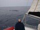 A Sei whale, possibly attracted by the glow from Danny