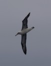 We were visited by albatross daily. This is a Laysan Albatross.