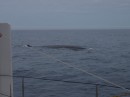 A Sei whale comes for a closer look.