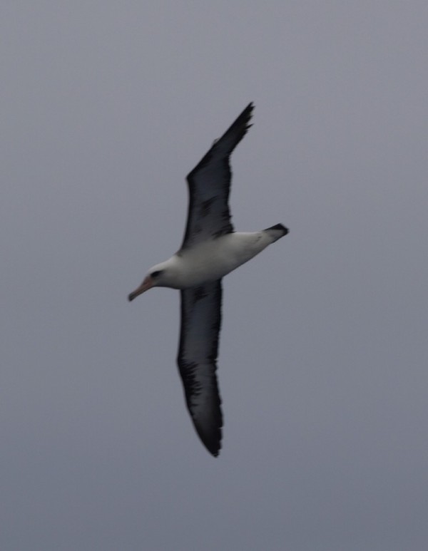 We were visited by albatross daily. This is a Laysan Albatross.