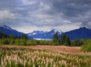 We stopped in Auke Bay, just North of Juneau, and rode our bikes to the Mendenhall Glacier. Here is the view from the bike path looking at the glacier over a field of fireweed gone to seed.