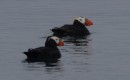 Tufted Puffins.