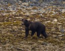 A black bear at Graves Cove.