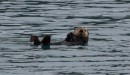 We are never far from a sea otter. 