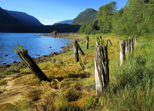 Taku Harbor, south of Juneau. There was a tree growing from the top of each one of these pilings. Later in the evening we watched a black bear sow and her 3 cubs fishing in the stream.