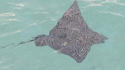 Spotted eagle ray: We were often anchored on the sand flats behind the barrier reefs of the islands where eagle rays and big gray rays were constantly passing by. 