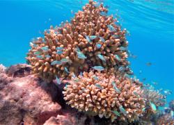 Blue chromis on coral