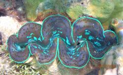 Blue lip clam: These guys were everywhere and ranged from blue to purple to brown.