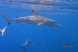 Running with the pack: Black tip reef sharks at east end Fakarava. 