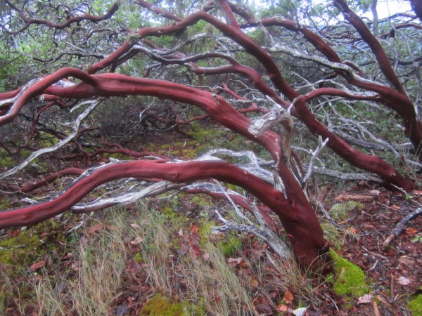 As we head south the trees are changing. We are now seeing madrone and manzanita.