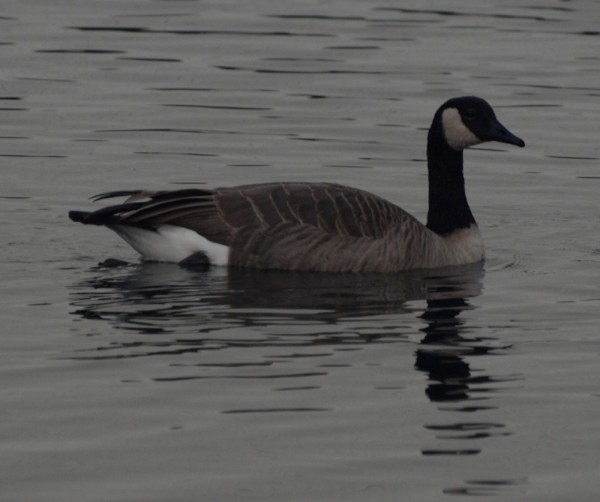 A decoy spotted floating past the boat.