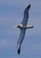 Albatross were our constant companions for the last week of our passage from Easter Island to Chile. We continue to the the Black Browed Albatross daily in the canals.