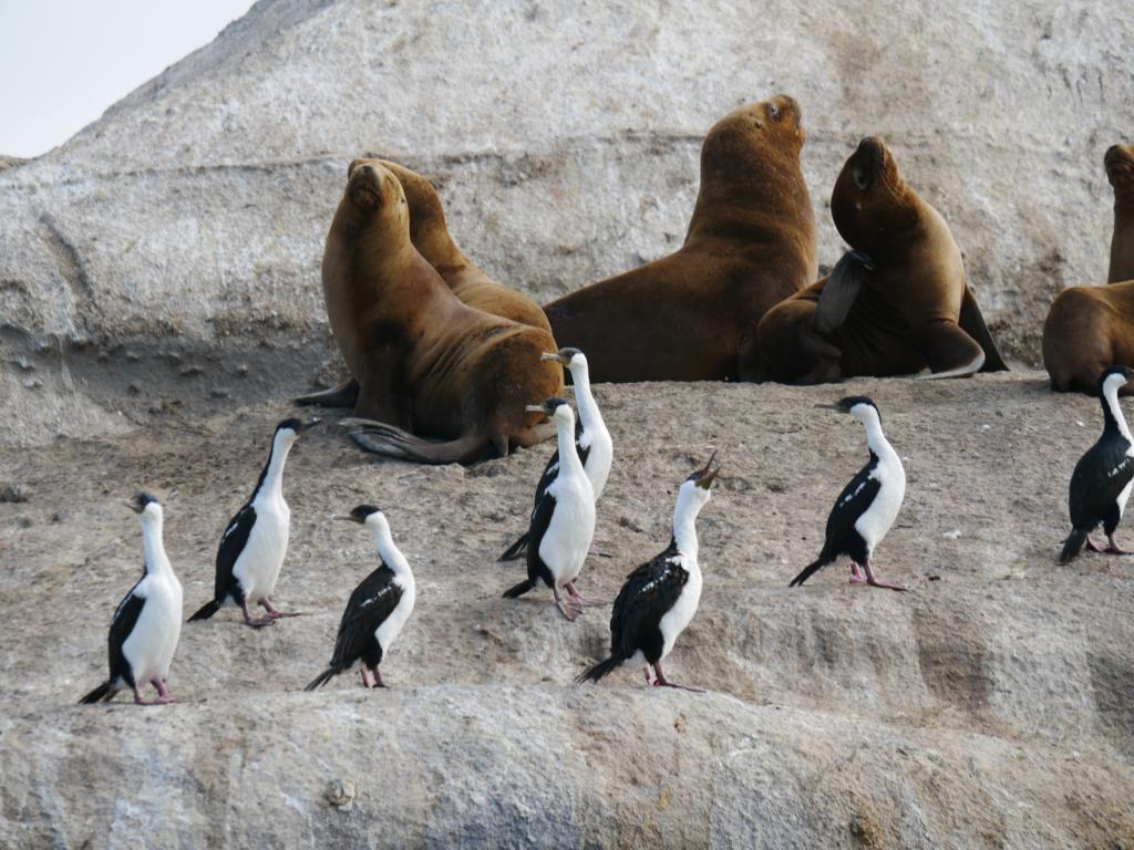 Souhern Sea Lions and Imperial Shags
