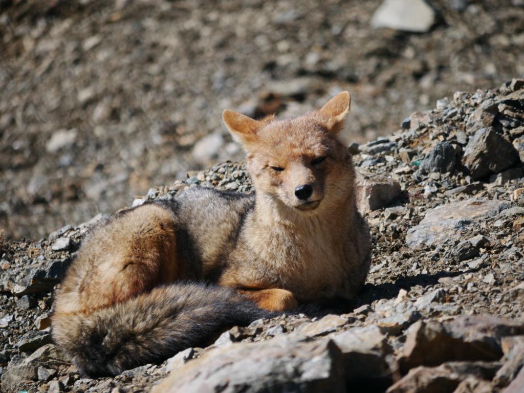 Andean Fox: When we reached the summit and could go no further, out came an Andean fox to welcome us to it