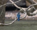 The kingfishers are as colorfull as hummingbirds, but hard to approach. Here is one of the duller variety.