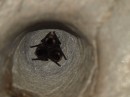 3 tiny bats huddled in a depression in the stone. We were surprised to find swiflets nesting in the caves along with the bats. These little birds use echolocation as well, although they often misjudge and crash into stalagtites and such.