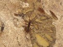 A centipede, again the size of my hand.