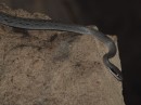 A racer snake. These guys position themselves at the entrance of the cave and strike at bats and swiflets in the dark as they fly by.