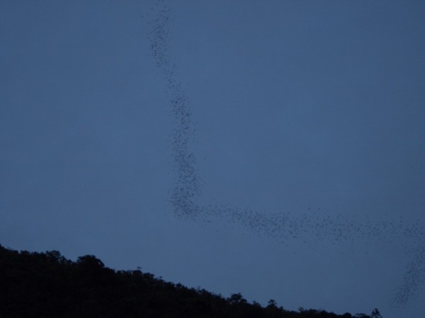 The bats leave the cave in a long, undulating line to try to avoid the bat hawks.