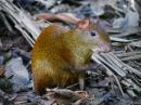 Agouti: These guys are kind of an upscale rat with long legs. About the size of a cat. 