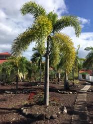Port Louis Marina: Palmen überall