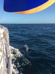 Cruising Chute & Dolphin