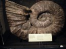 Largest Shell Fossil ever found