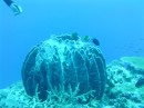 Incredible soft coral on Tu Mara
