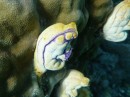 purple & yellow soft coral